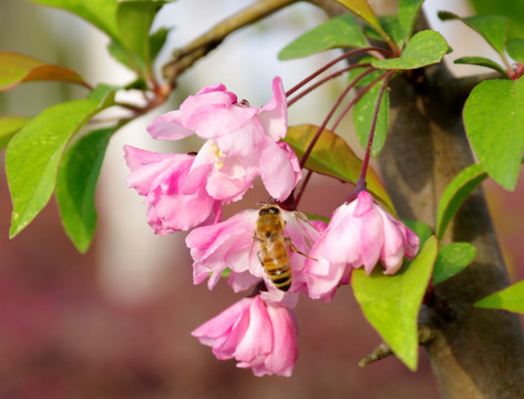 蜜蜂与海棠