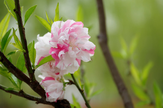 多彩碧桃花