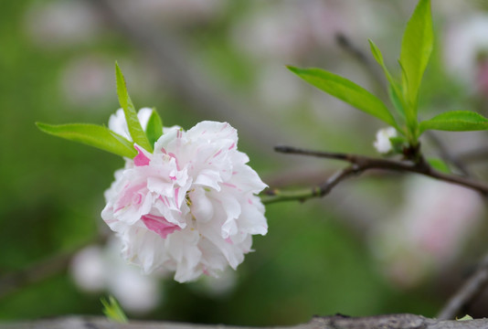 多彩碧桃花