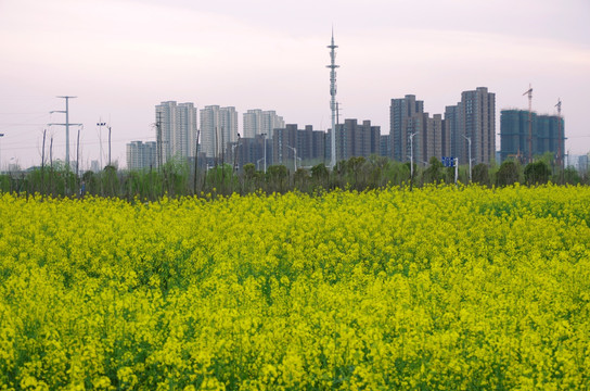 城市楼盘油菜花海