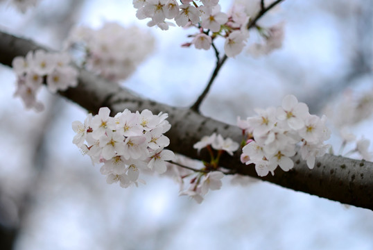 樱花