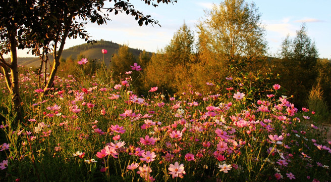 格桑花