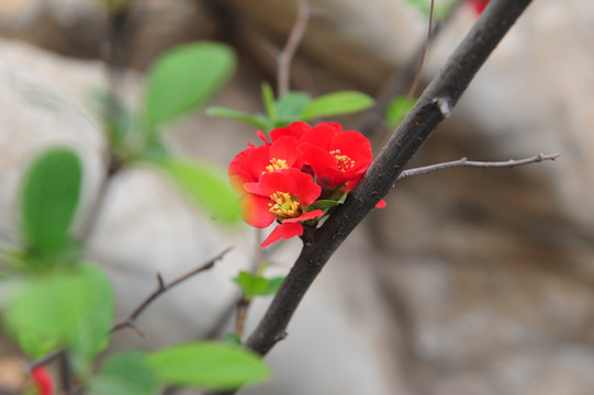 红色海棠