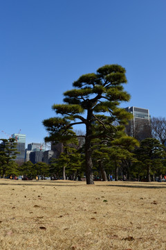日本松树