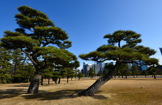 日本松树