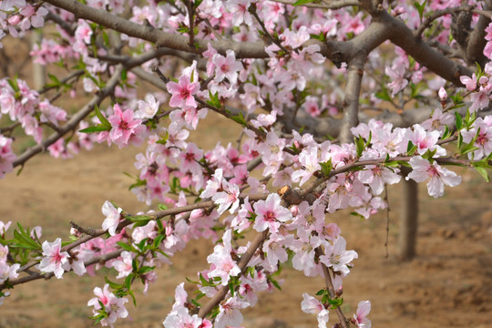 桃花满地