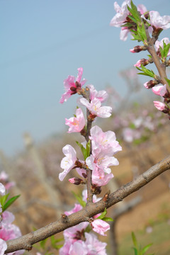 春光里的桃花