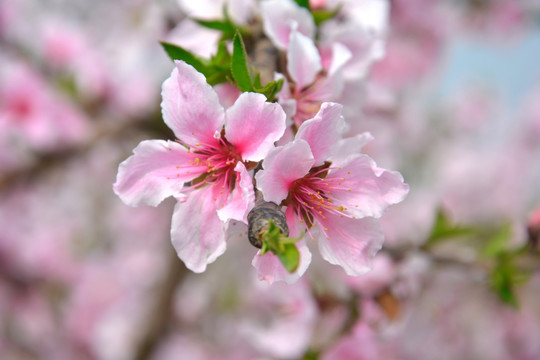 灿烂的桃花