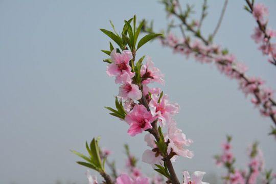 桃花