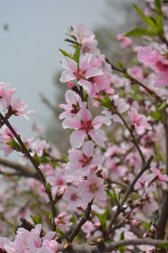 桃花坪