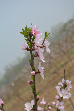 桃花枝