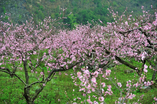 桃花园