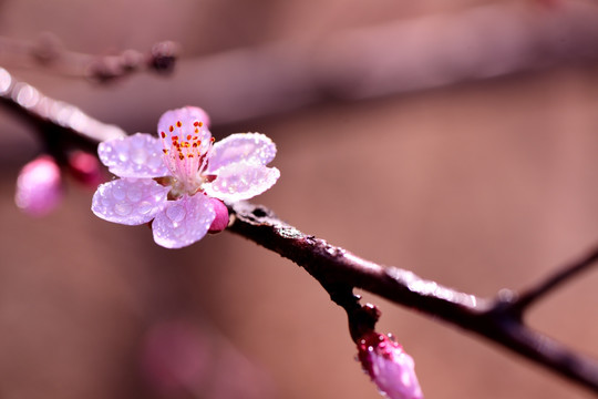 桃花 TIF高质量摄影大图