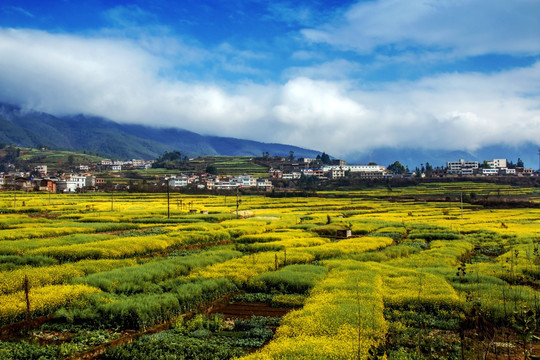 油菜花