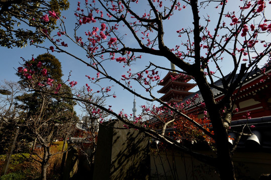 浅草寺