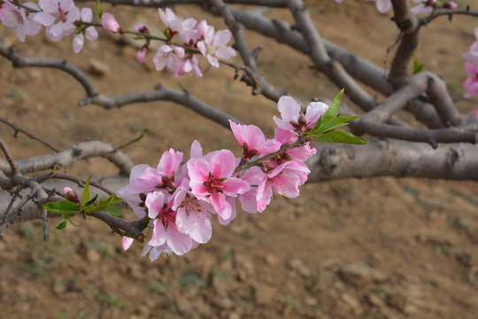 桃花