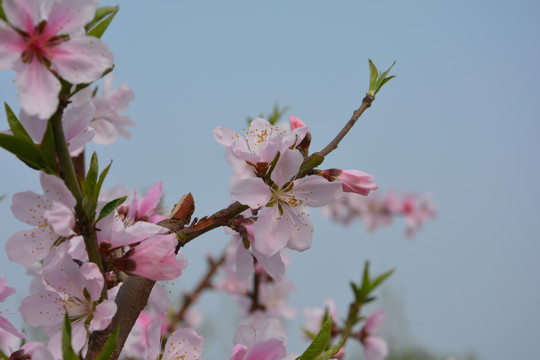 桃花