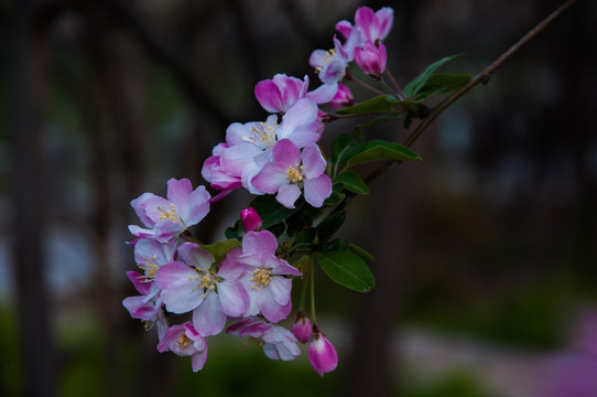 海棠花