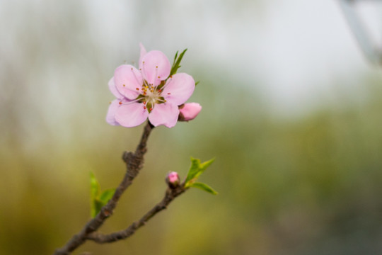 桃花