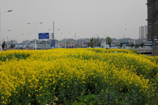 田园都市