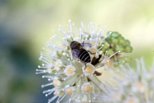 植物 蜜蜂 特写 户外 花卉