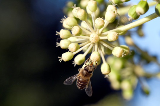 植物 蜜蜂 特写 户外 花卉