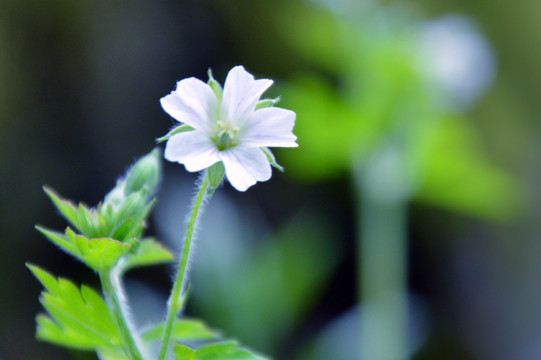 小野花