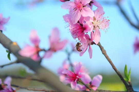 蜜蜂 桃花 蓝天