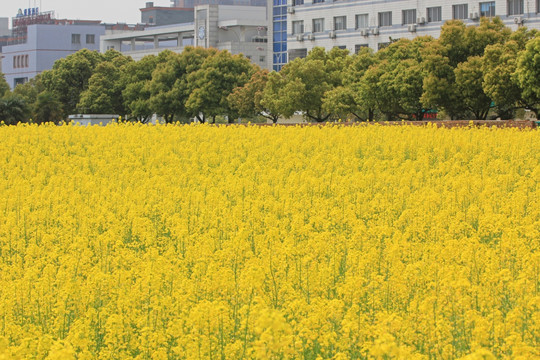 油菜花