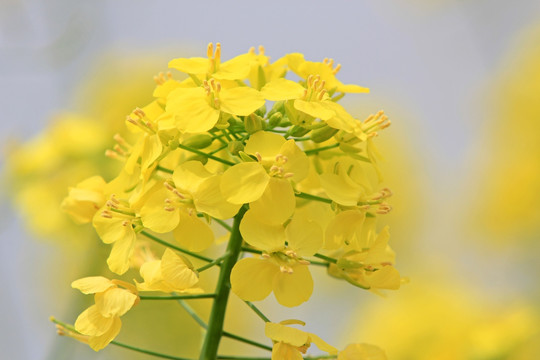油菜花