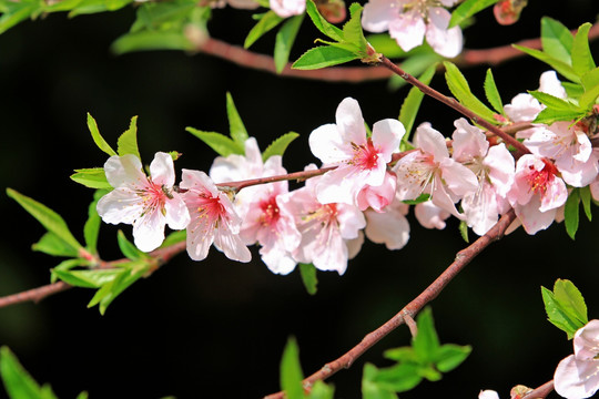 樱花