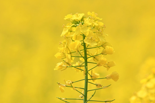 油菜花