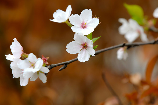 樱花