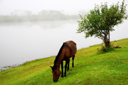 清晨河边的马