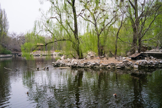 生态湿地