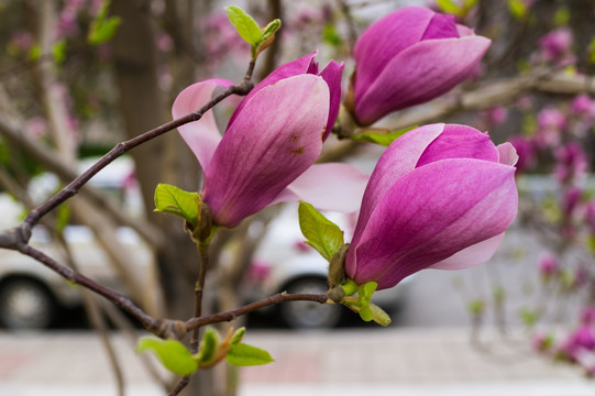 玉兰花