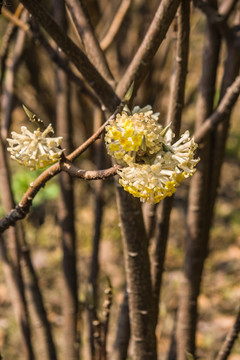 盛开的黄色结香花