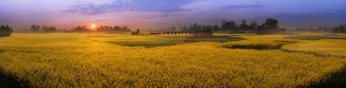 成都平原油菜花全景图