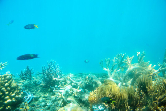 澳大利亚凯恩斯大堡礁水下景色