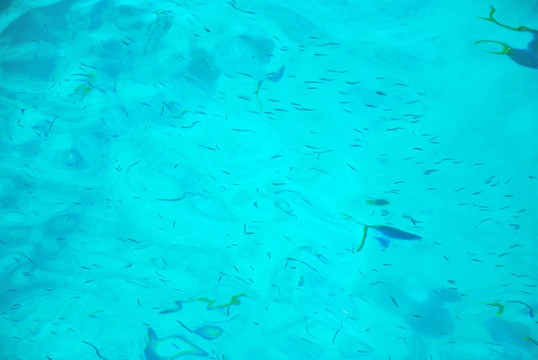 澳大利亚凯恩斯大堡礁水下景色