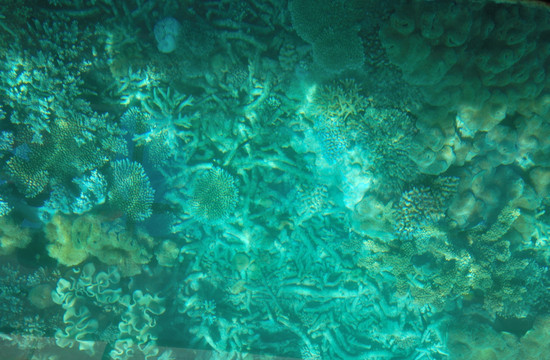 澳洲大堡礁景色
