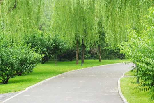 北京植物园夏季小景