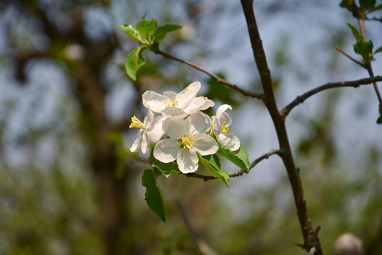 苹果花