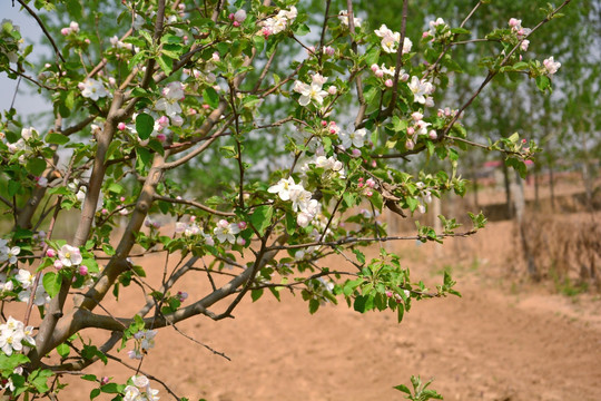 苹果花