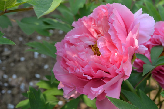 牡丹花开