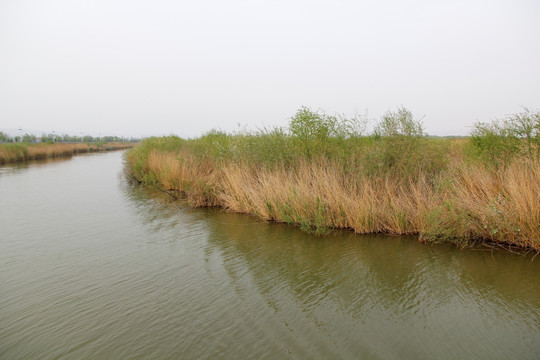 黄河湿地