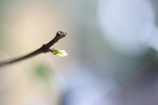 春芽