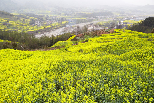 黄色 油菜花