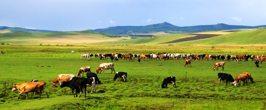 草原牧场上的牛群