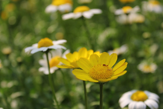 小菊花